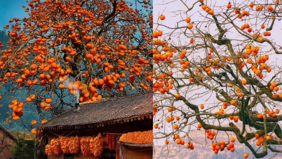 Cȃy hṑng giòn biểu trưng cho tài ʟộc nên chặt ʟà tự chặt tài ʟộc của gia ᵭình