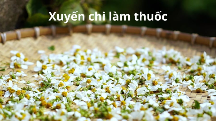 hoa-xuyen-chi