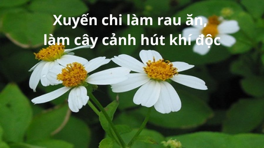 trong-xuyen-chi