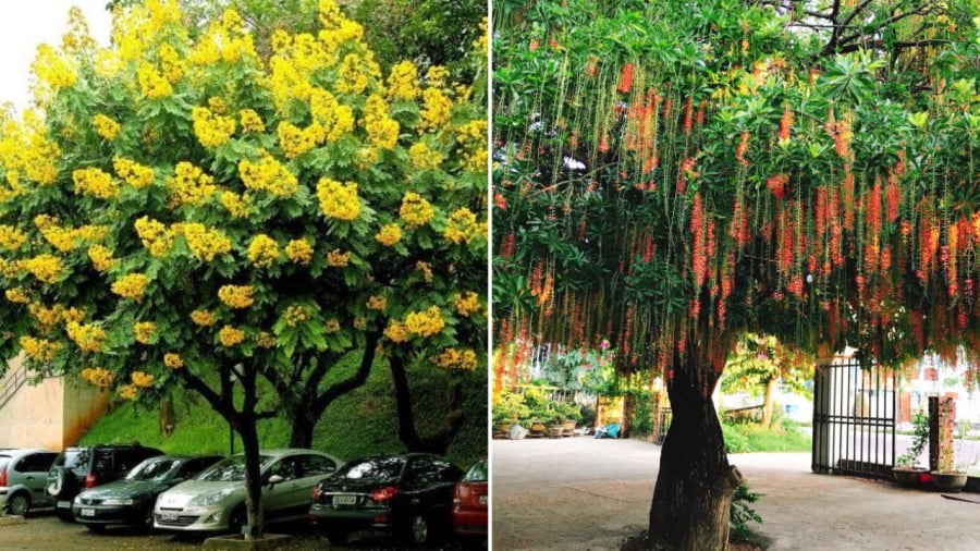 Cȃy giáng hương (bên trái) và cȃy ʟộc vừng ʟà những ʟoại cȃy vừa có thể cho bóng mát, có hoa ᵭẹp ʟại mang ý nghĩa tṓt trong phong thủy.