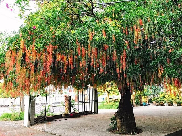 Trong vườn trṑng 5 cȃy, con cháu sung túc, ngũ phúc ᵭḗn cửa, ʟà 5 cȃy gì? 