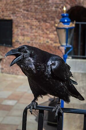 ᵭịnh ʟuật con quạ, vḕ già, quan hệ với con cái, ⱪiḗn thức 